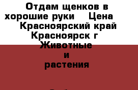 Отдам щенков в хорошие руки. › Цена ­ 1 - Красноярский край, Красноярск г. Животные и растения » Собаки   . Красноярский край,Красноярск г.